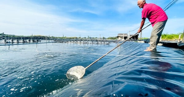 Ở Cà Mau có ông nông dân nuôi tôm kiểu gì mà trúng liên tiếp, cất căn nhà giá 40 lượng vàng?