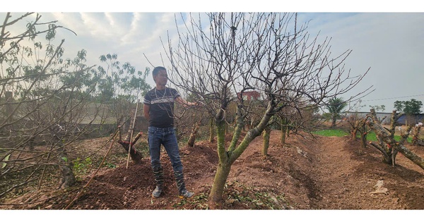 Thai Binh peach orchards are busy during Tet, traders order the whole garden