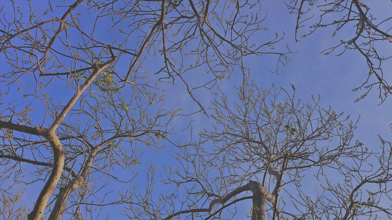 Bởi nơi đây không những bình yên, thơ mộng mà còn như một chiếc máy điều hòa mát rượi từ nguyên khí của trời đất, lý tưởng để tránh nóng những ngày này. 