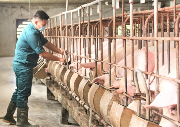 En general, el Norte cotiza alrededor de 63.4000 VND/kg.