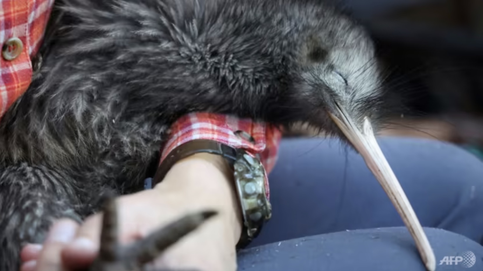 ニュージーランドはキーウィ鳥の保護活動に取り組んでいる。
