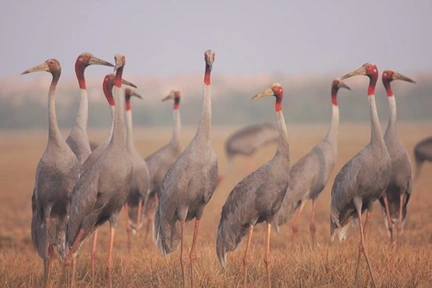 Expected red-crowned cranes will stay to breed in Dong Thap rice fields