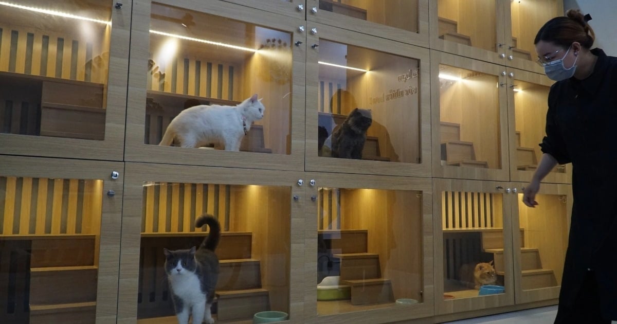 En lançant une entreprise d'hôtellerie pour animaux de compagnie, une fille de Can Tho gagne des millions chaque jour