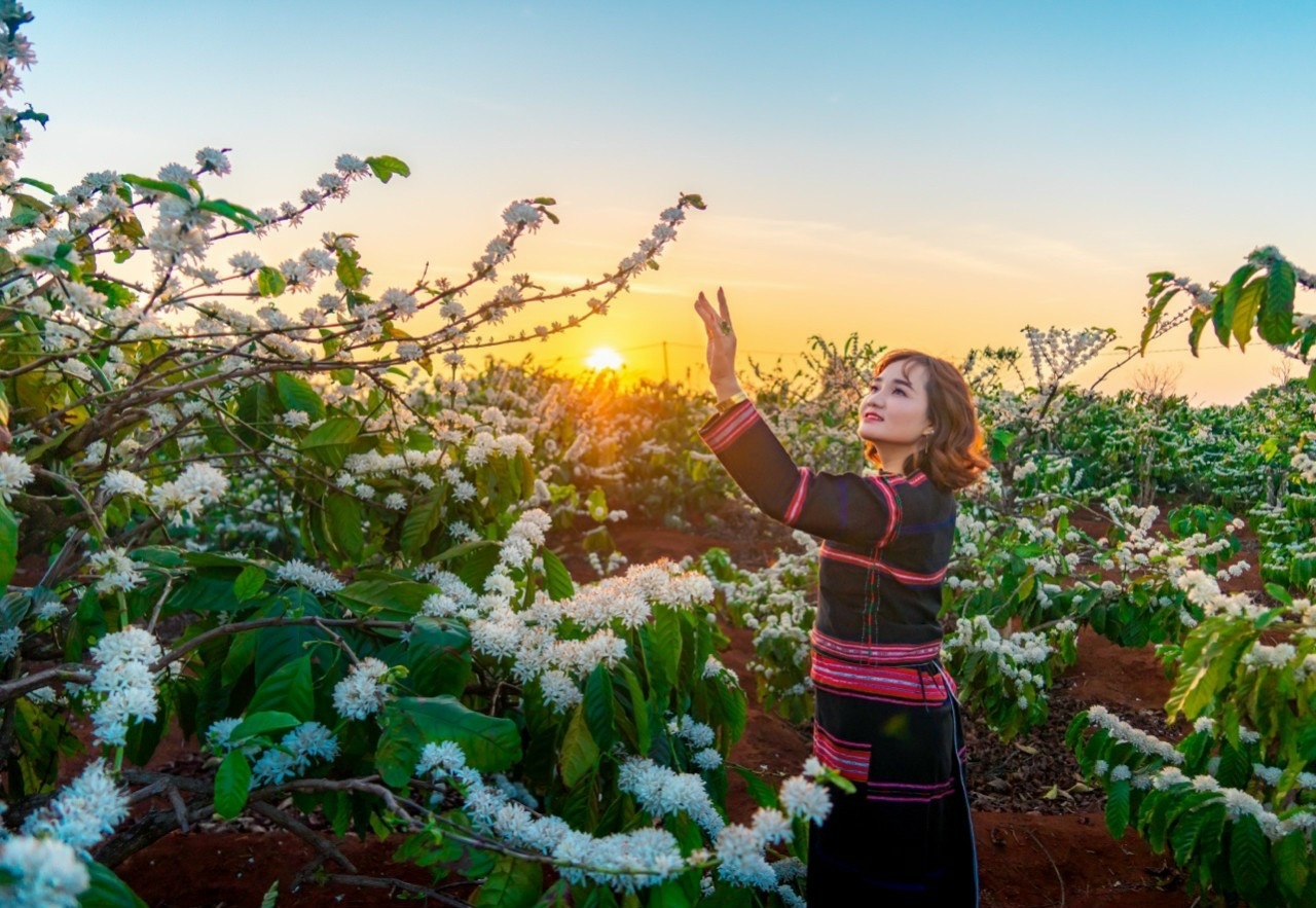 Cà phê trong đời sống người Ede