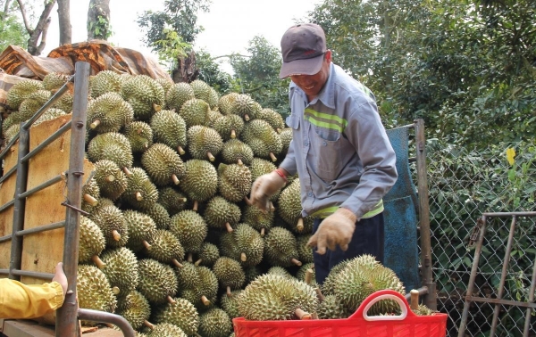 Bài 1: Sầu riêng – kỳ vọng mới cho kinh tế nông thôn