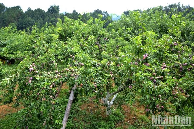 [Photo] Bac Ha in the season of ripe Tam Hoa plums photo 3