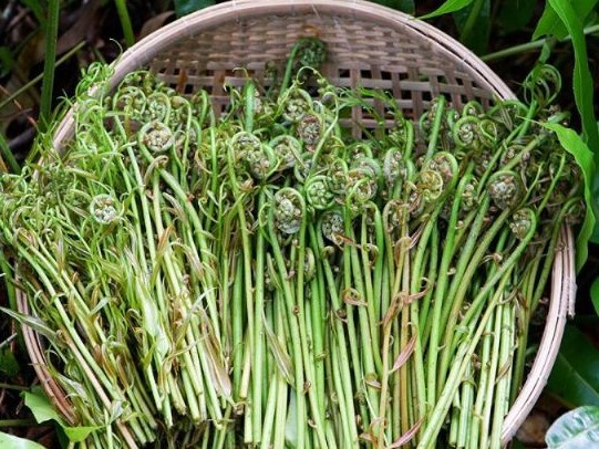 Choai shoots, a product of U Minh Ha forest, are often abundant after each rain (Hoang Nam)