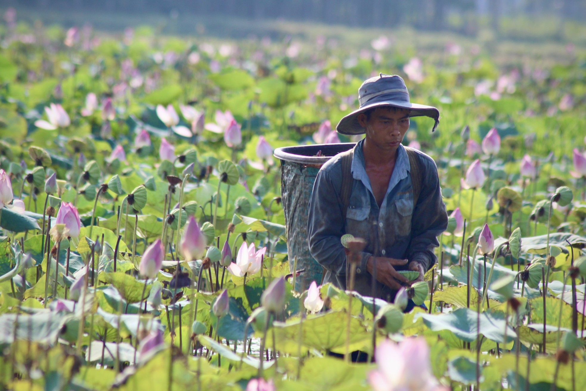 Khanh Hoa farmers harvest lotus in the sun photo 3