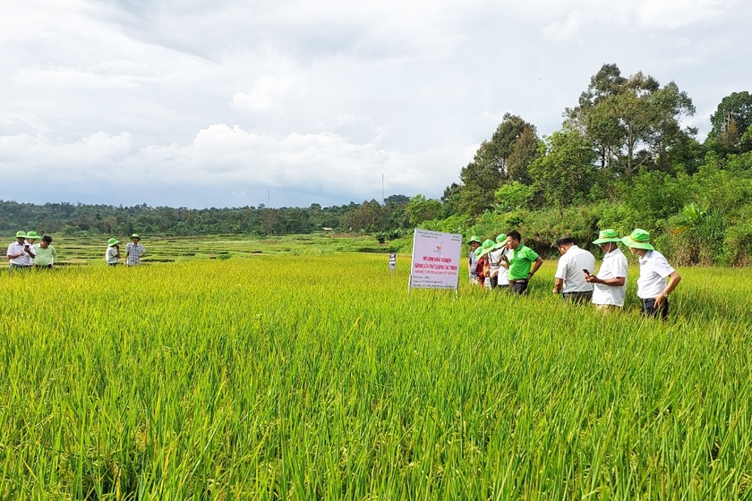 ទស្សនវិស័យនៃពូជស្រូវគុណភាពខ្ពស់ TBR39 រូបថត ២