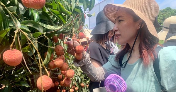 Une région de culture du litchi vieille de plus de 200 ans attire les touristes