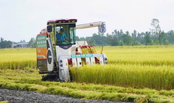 Gạo tiếp đà giảm nhẹ, giá lúa cao