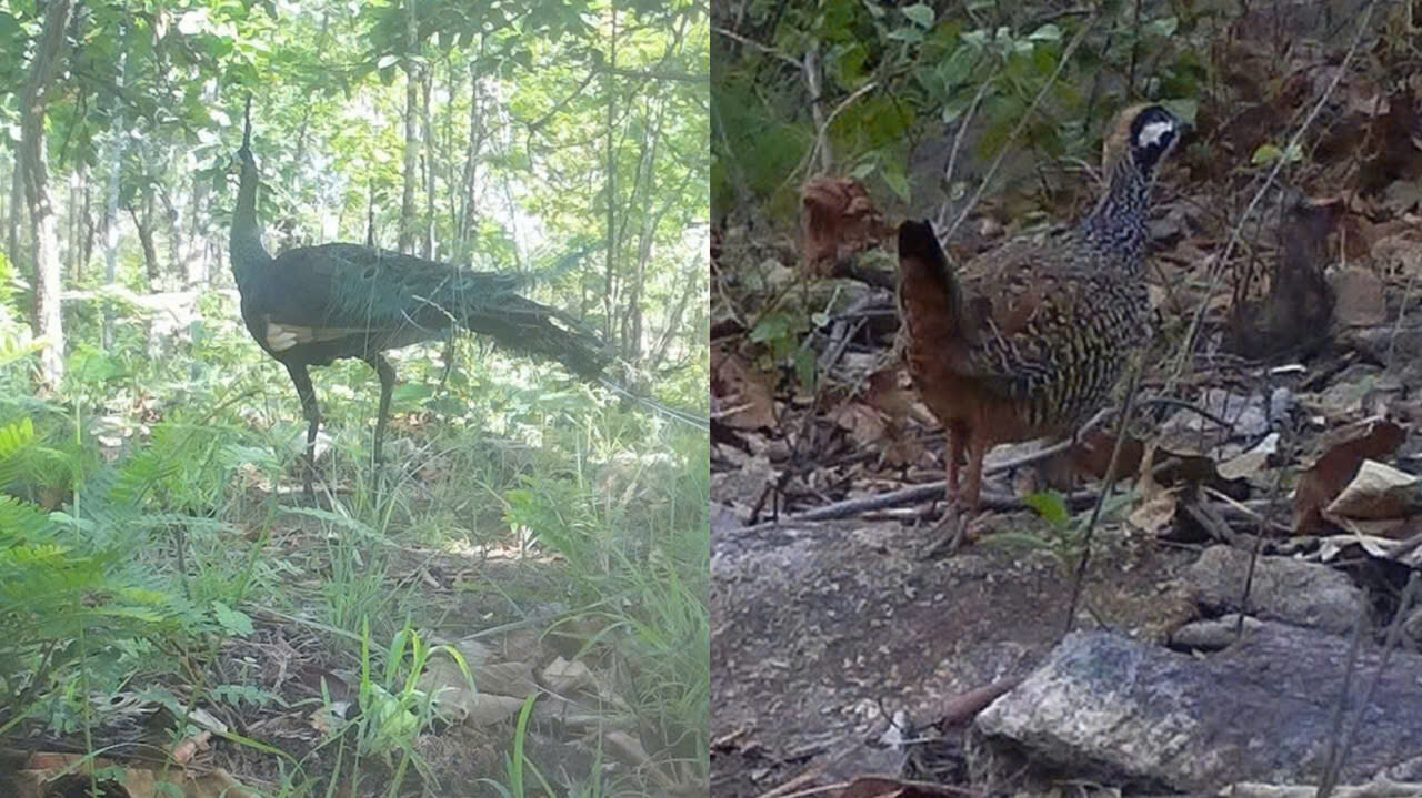 Bewundern Sie 24 seltene Vogel- und Tierarten im Schutzwald in Binh Thuan - 10