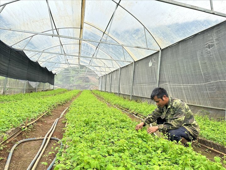 De nombreux ménages du groupe ethnique Xo Dang du district de Tu Mo Rong se sont associés à des coopératives pour avoir des emplois et recevoir un soutien pour les graines de ginseng afin de développer l'économie.