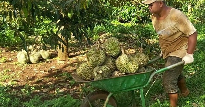 វិស័យ​កសិកម្ម​នឹង​ឈាន​ដល់​ការ​ឈាន​ឡើង​ក្នុង​ខែ​ដំបូង​នៃ​ឆ្នាំ​២០២៤