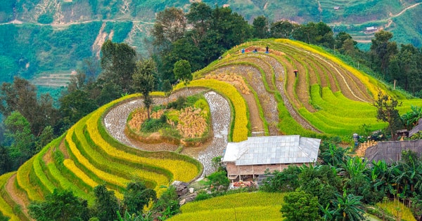 Ein Blick auf die Erntesaison in Hoang Su Phi