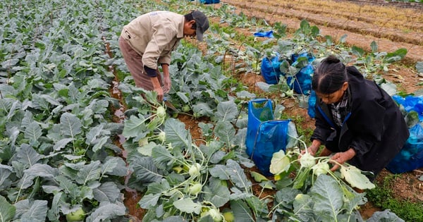 野菜価格が40%上昇、ハノイの農家は収穫のために畑にこだわる