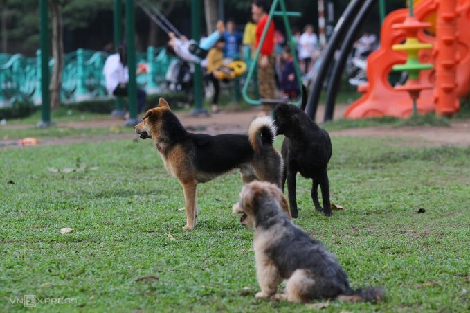 Pourquoi les citadins sont-ils mécontents des gens qui possèdent des chats et des chiens ?