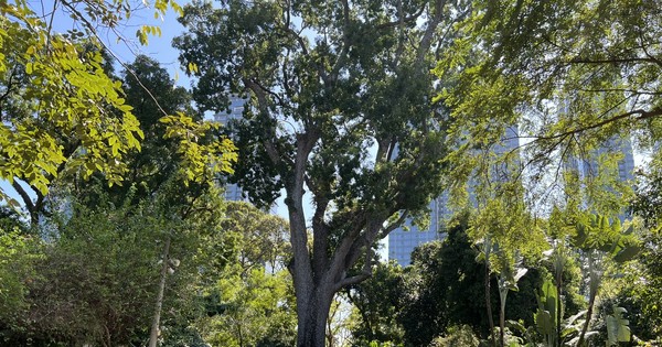 Vista de cerca de 8 árboles antiguos en el zoológico que acaban de ser reconocidos como árboles patrimoniales