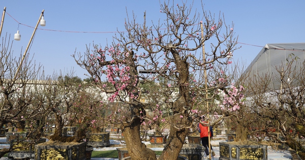 Ancient peach trees from the Northwest worth hundreds of millions of dong are arriving in Hanoi, waiting for the rich to bring them to celebrate Tet.