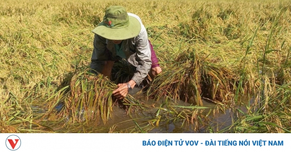 Les récoltes de riz d'automne-hiver se sont effondrées à cause des orages, les agriculteurs de Hau Giang ont subi toutes sortes de pertes