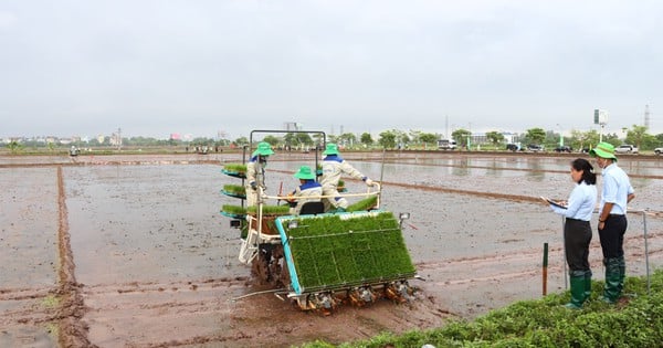 Who is the best rice transplanter operator in the 2024 crop season in Hanoi?