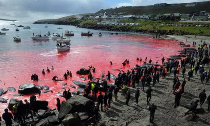 Menschen versammeln sich am 29. Mai 2019 während einer Wal- und Delfinjagd auf den Färöer-Inseln am Strand. Foto: Andrija Ilic/AFP