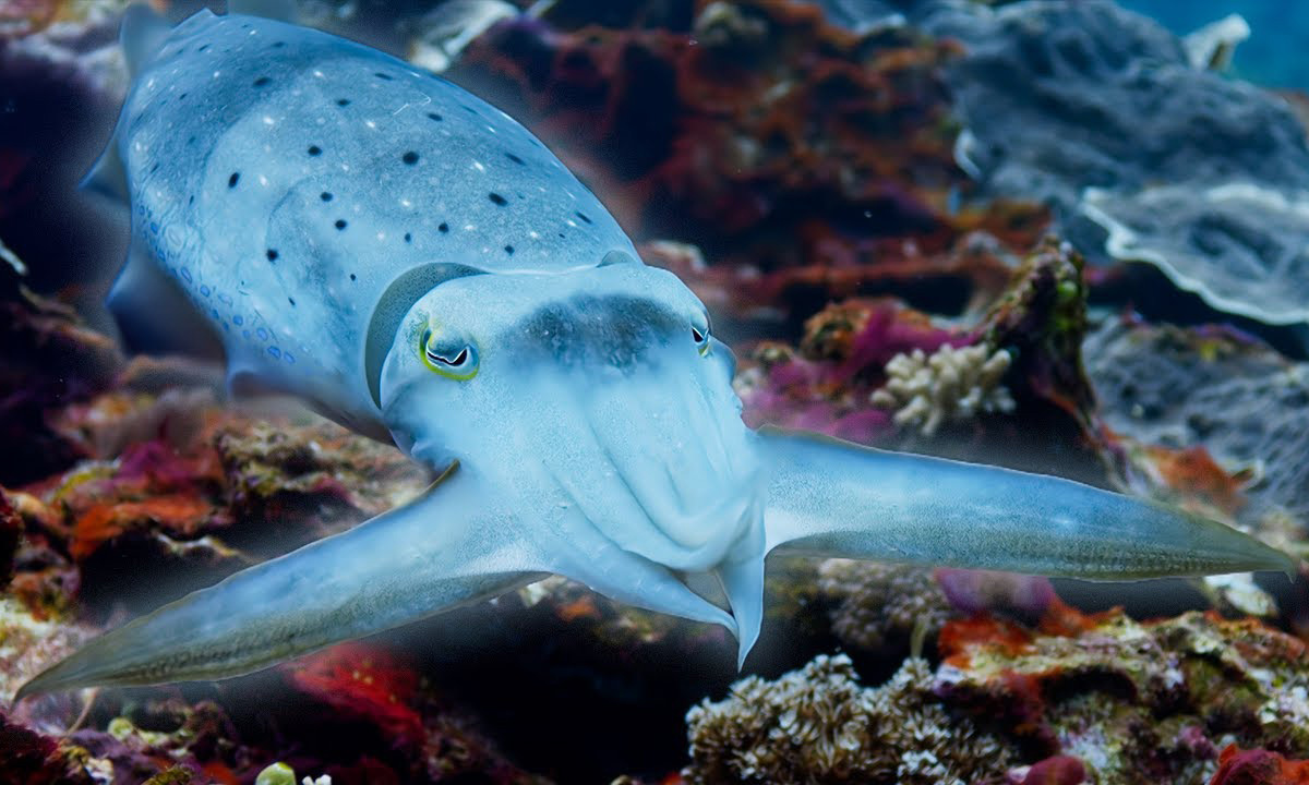 Cuttlefish Hypnotize Crab to Eat It