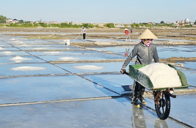 Los salineros trabajan duro en los campos de sal bajo el sol abrasador. Fotografía: T. Phung.