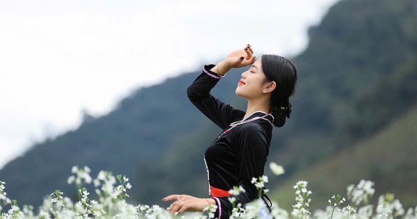 Tourists enjoy "hunting" for photos with white mustard flowers and yellow orange gardens in Moc Chau