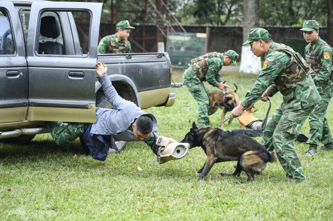 Chó nghiệp vụ khống chế tội phạm ma túy trong bài luấn luyện tại Trường Trung cấp 24 Biên phòng cuối tháng 12/2023. Ảnh: Giang Huy