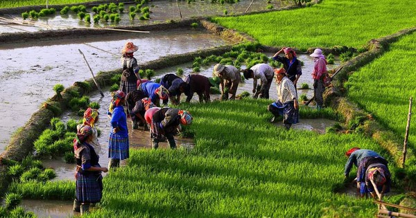 Los agricultores trabajan en campos pintorescos en Mu Cang Chai durante la temporada de inundaciones.