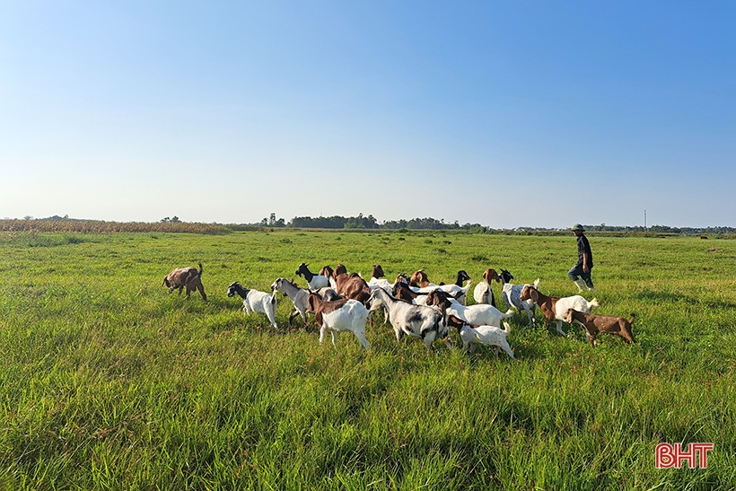 Old farmer in Nghi Xuan shares secret to getting rich from raising Boer goats