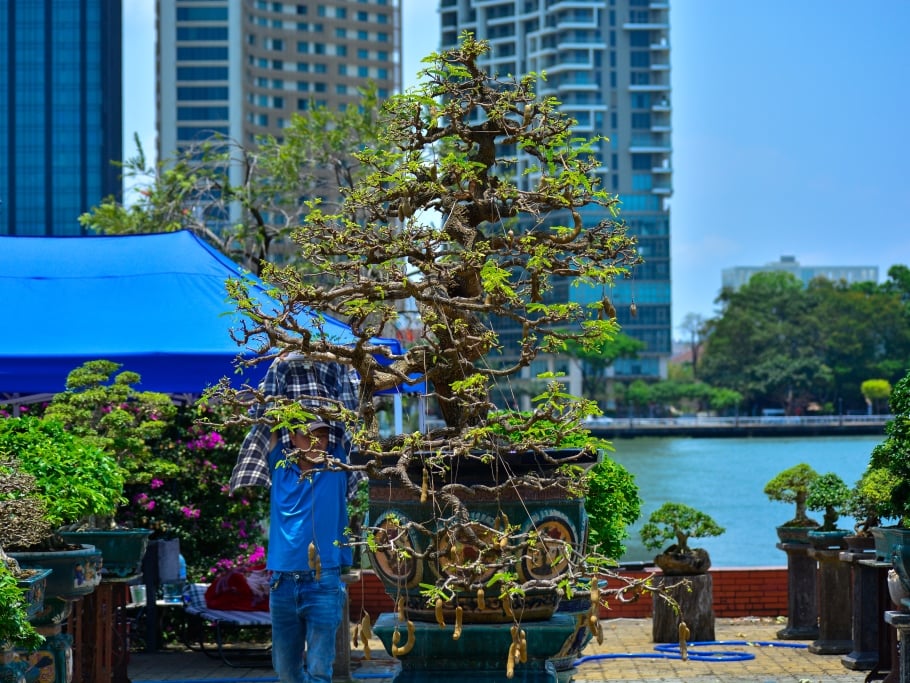 Chiêm ngưỡng hàng trăm cây bonsai "độc lạ" dưới chân cầu Sông Hàn - Ảnh 9.