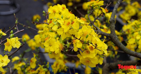 Première représentation de marionnettes sur l'eau au Festival des fleurs de printemps de Ho Chi Minh-Ville à l'occasion du Têt At Ty 2025