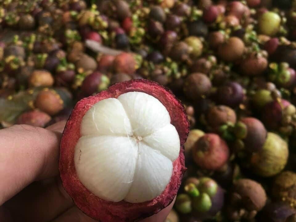 hương vị của măng Lái Thiêu không ai có thể phủ nhận rằng đây là loại cây độc đáo của vùng đất này. Vỏ dày, múi trắng, ngọt chua khiến những người đã từng thưởng thức “nghiện” và nhớ mãi.