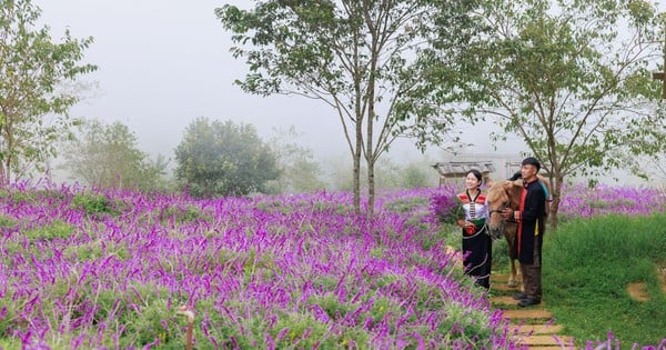 ฟานซิปันงดงามตระการตาด้วยพรมดอกไม้สีม่วงที่ทอดยาวไปจนสุดขอบฟ้า