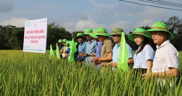 Purebred rice variety TBR97 has a yield of nearly 8 tons/ha, Ha Giang farmers happily welcome it