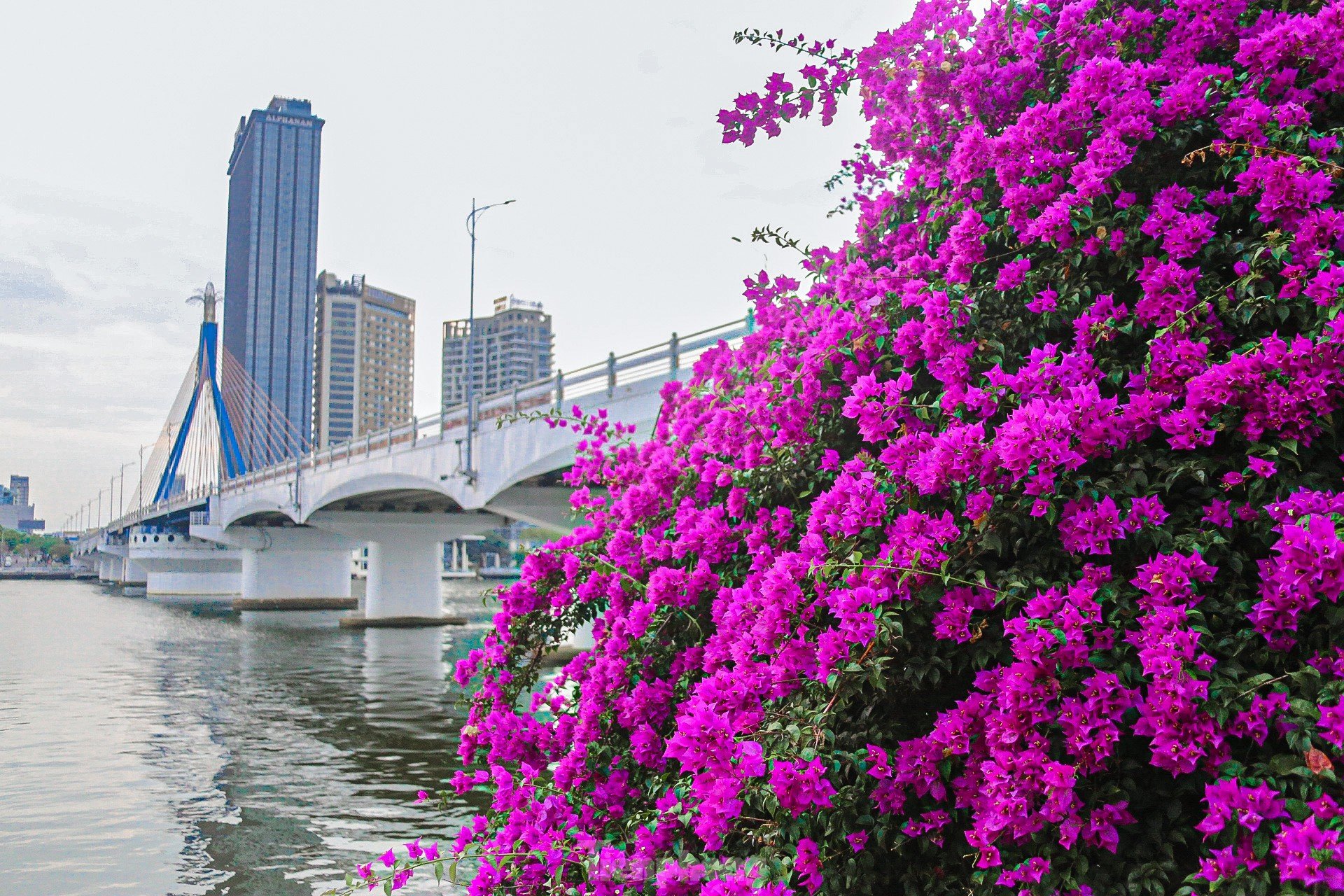 'Fiebre' con las brillantes flores de buganvilla floreciendo en ambas orillas del río Han foto 13