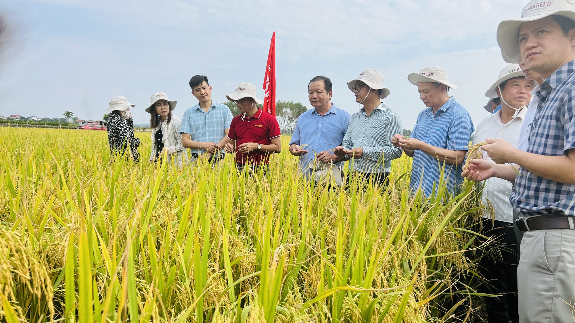 Giống lúa Dự Hương 8 (new): Tiềm năng và triển vọng trong sản xuất nông nghiệp Bắc Giang- Ảnh 1.