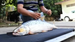 Cambodia discovers giant salmon carp species thought to be extinct