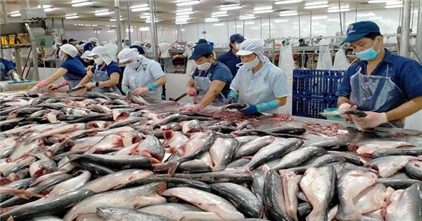 Pangasius-Industrie strebt Wertsteigerung an und strebt im Jahr 2025 einen Exportumsatz von 2 Milliarden USD an