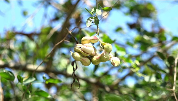 Trái me nước ở miền Tây gợi nhớ bao ký ức tuổi thơ - Ảnh 3.