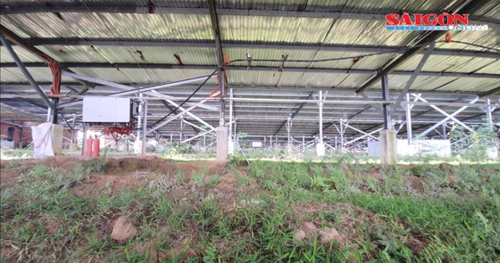 Núp bóng dự án nông nghiệp, trại điện mặt trời áp mái giăng kín ở Phú Yên. Ảnh: PHƯƠNG ĐÔNG ảnh 5