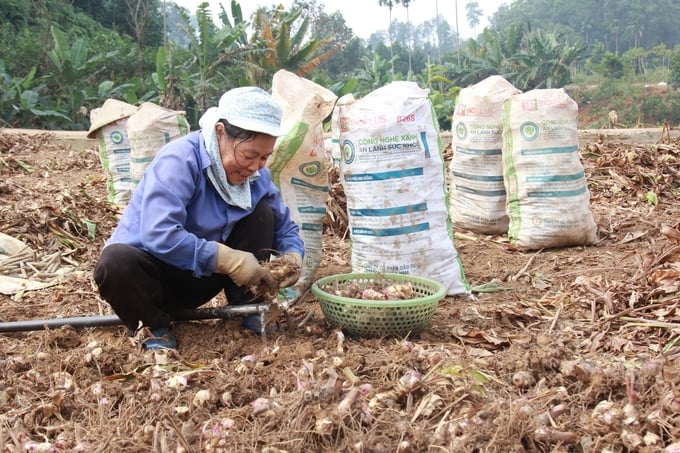 Củ đao được người dân thu hoạch đóng bao, vận chuyển đến các xưởng làm tinh bột. Ảnh: Thanh Tiến.