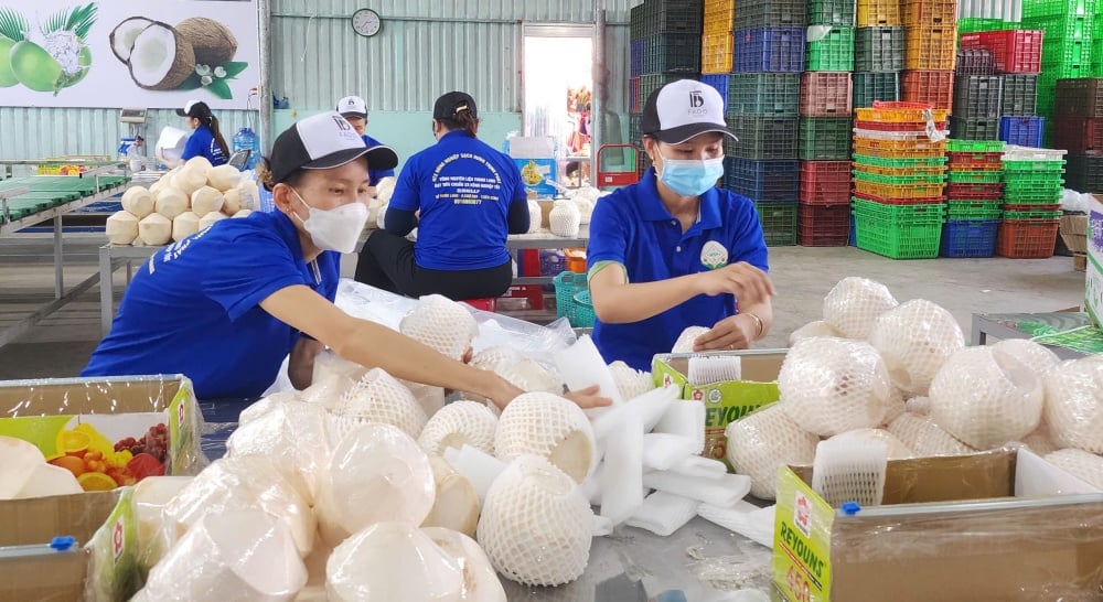 Mejorar la cadena de valor del coco en la tendencia ecológica