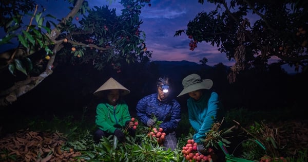 Nông dân Lục Ngạn chong đèn thâu đêm thu hoạch vải thiều