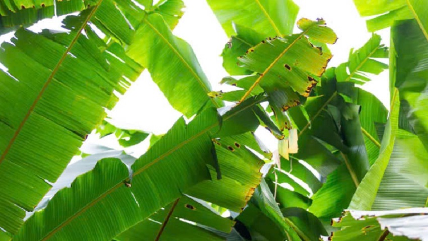 Les feuilles de bananier présentent de nombreux bienfaits. Source de la photo : Freepik