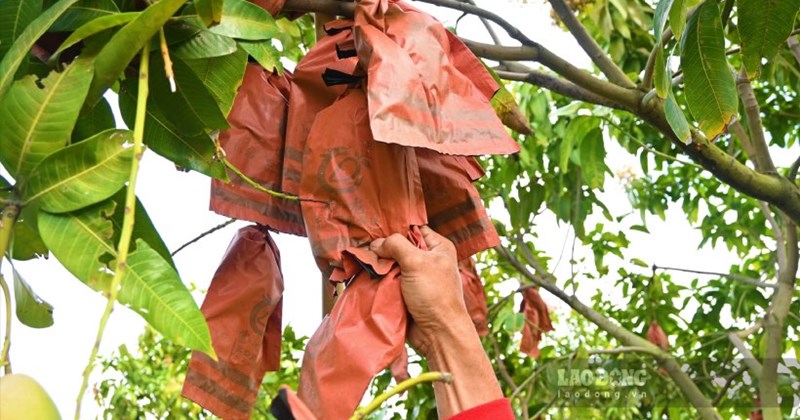 Umwandlung unwirtschaftlichen Landes in Mangoanbau, beeindruckende Gewinne in An Giang