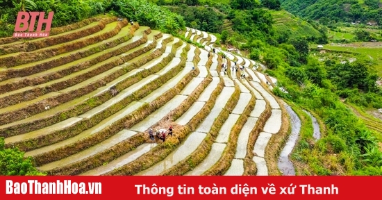 Ir a trabajar en los campos en la remota región fronteriza de Thanh Hoa