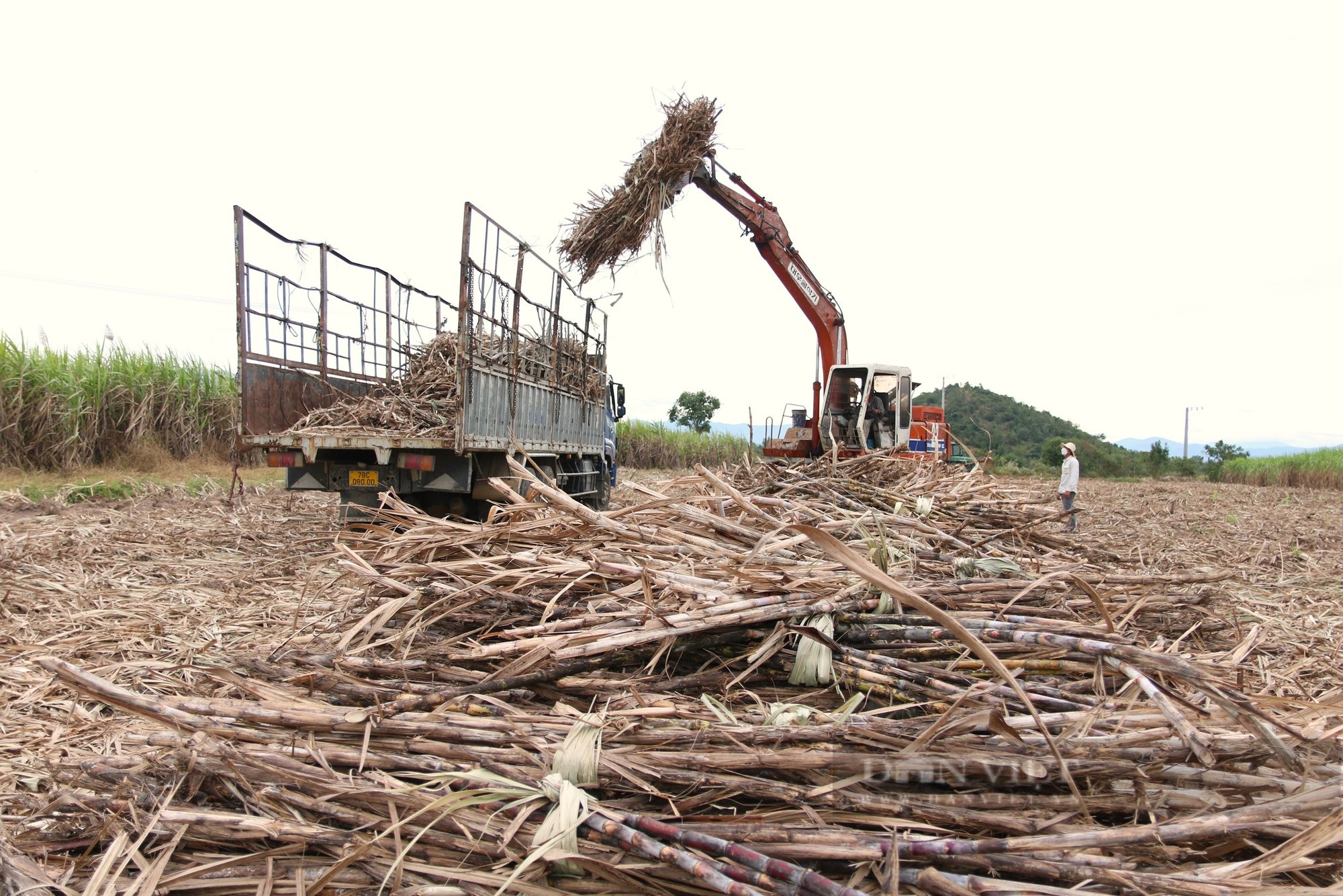 Nông dân ở thủ phủ trồng mía, mì lớn nhất Ninh Thuận mong muốn phát triển kinh tế hợp tác xã- Ảnh 6.